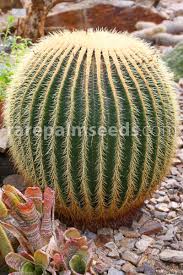 To grow your own, you'll need some seeds. Echinocactus Grusonii Golden Barrel Cactus Buy Seeds At Rarepalmseeds Com