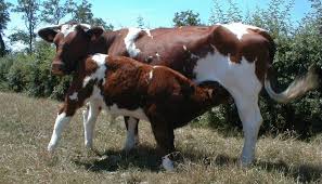 maine anjou cattle breed everything