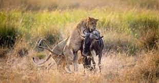 Bài học săn mồi tàn khốc mà sư tử cái dạy con