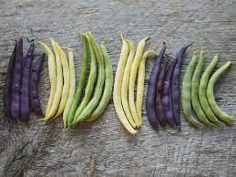 beans from green to purple to varieties