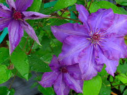 Acid (3) chalky (98) haven't a clue (148) heavy. Clematis Climb Into A Special Place In The Garden Osu Extension Service