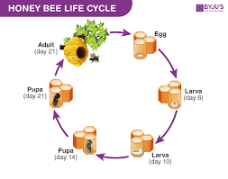 honey bee life cycle everything you