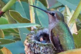 Hummingbirds Eat Aphids That S Good