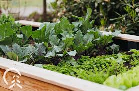 Companion Planting In Raised Beds