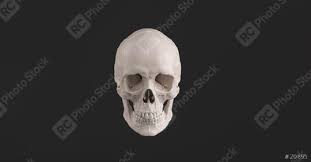 human skull and jaw bone front view