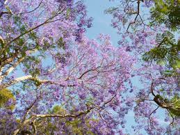 Fan page for purple flowers pictures. The Dream Tree Jacaranda Sydney Icon Sydney Living Museums