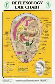 Reflexology Ear Chart Ear Reflexology Reflexology