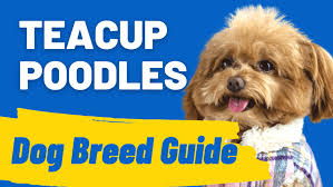 teacup poodles breed information