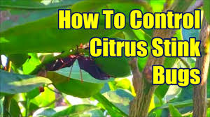 how to control citrus tree pests how