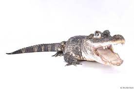 Chinese Alligator | Alligator sinensis