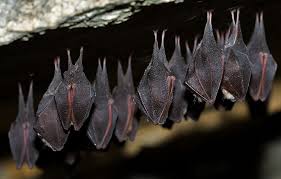 Resultado de imagen para murciélagos