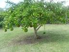 calabash tree