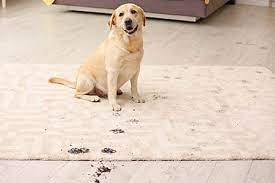 7 tips for removing pet stains on carpet