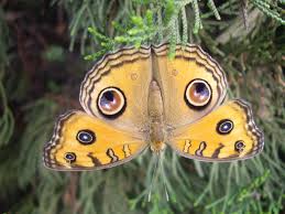 Can Anyone Help Me To Get The Scientific Name Of This Butterfly