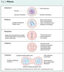 cell division and genetic diversity