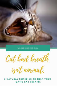 Ensure an accurate diagnosis by consulting your veterinarian. Cat Bad Breath Causes And Natural Remedies For Bad Breath In Cats Wildernesscat Cat Bad Breath Bad Breath Remedy Bad Breath