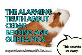 cedar bedding and guinea pigs