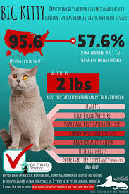 Cat Obesity Cat Friendly Homes