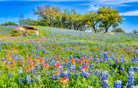 texas hill country wildflowers