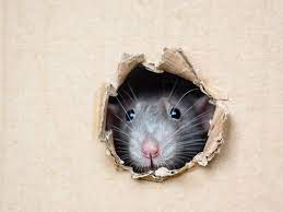 how to keep mice out of storage unit