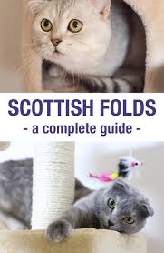 Scottish Fold Cats A Complete Guide The Happy Cat Site