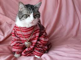 Image result for cats dressed up for valentines days