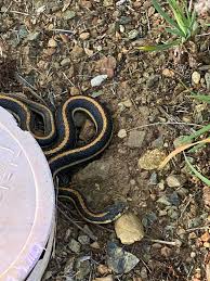 They prefer areas along streams, among bushes, damp meadows, clearings, and chaparral with permanent water. Garter Snake Northern California Whatsthissnake