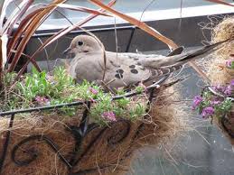 Doves Nesting In Hanging Plants