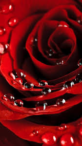 Diposting oleh unknown di 07.00. Free Download Red Rose With Dew Drops Wallpaper Iphone Wallpapers 576x1024 For Your Desktop Mobile Tablet Explore 50 Red Rose Iphone Wallpaper Red Rose Wallpaper Free Download Red Roses