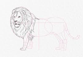 how to draw a majestic lion gathered