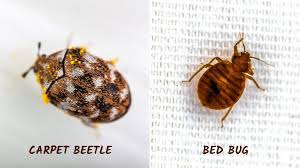 carpet beetles get in your bed