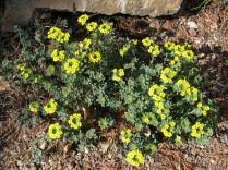 Plant of the Month for June 2015 | North American Rock Garden ...