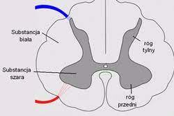 Medulla spinalis) znajduje się w kanale kręgowym utworzonym przez nałożone na siebie kręgi kręgosłupa. Substancja Szara Wikipedia Wolna Encyklopedia