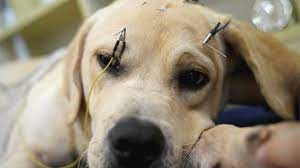 Pet acupuncture: Would you try this alternative treatment? - BBC News