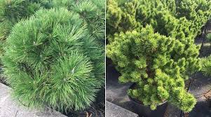 Dwarf Conifers For Landscaping