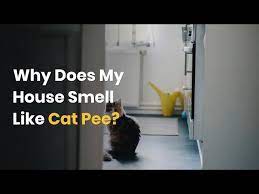 why does my house smell like cat