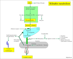 Bilirubin Part 1 Total Direct And Indirect Bilirubin