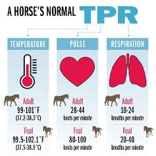 A Horses Normal Tpr Good Stuff To Know Take Temps Daily