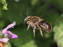We believe it is a south african. Submit A Sighting Of Anthidium Manicatum Wool Carder Bee Bwars