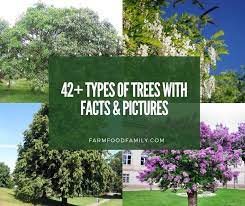 42 common types of trees with names