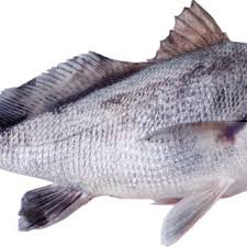 freshwater drum raw review 77 facts