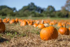 We did not find results for: Commentary Here S How We Made Our Pumpkin Patch Safe For Halloween During This Pandemic The San Diego Union Tribune