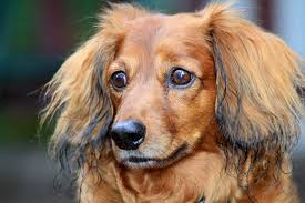 Another elderly friend shared with me how his smooth red dachshund saved his life. Grooming Long Haired Dachshunds The Essential Guide With Photos