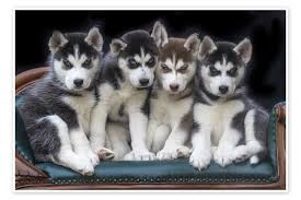 gorgeous siberian husky puppies print