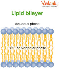 fun facts about lipids learn