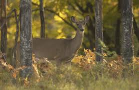 State Bans Baiting Of Deer In 16 Counties To Combat Chronic