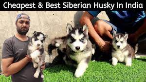 best husky puppies in india siberian