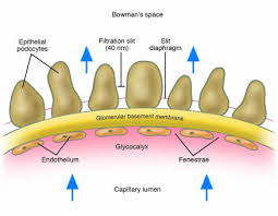 what determines glomerular capillary