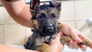 german shepherd puppy s first bath