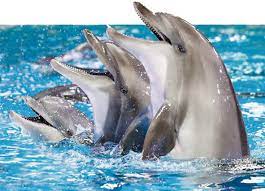 dubai dolphin show covid tickets